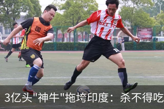 3亿头"神牛"拖垮印度：杀不得吃不得，连赶都不敢赶